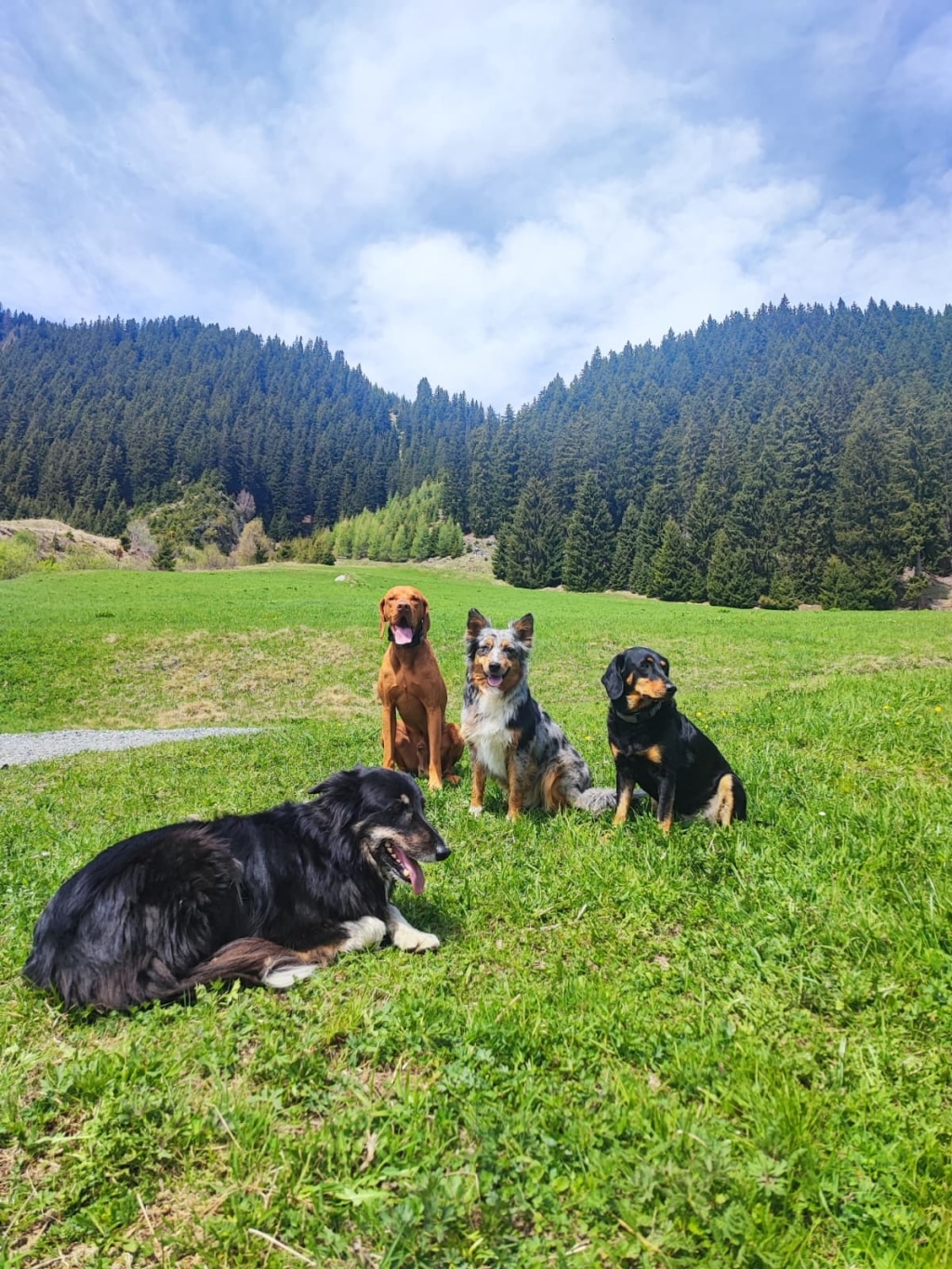 Hundesitter - Hotel Post Ischgl